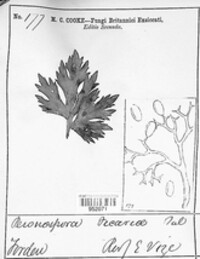 Peronospora ficariae image